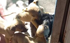 Puppies Surround Cat and Try to Nibble and Lick It