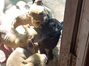 Puppies Surround Cat and Try to Nibble and Lick It