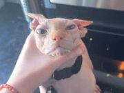 Owner Catches Sphynx Cat Stealing Food
