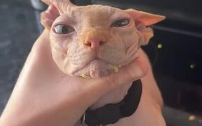 Owner Catches Sphynx Cat Stealing Food