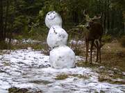 Deer Feeds on Snowman Adorned With Cedar Branches