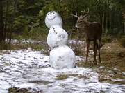 Deer Feeds on Snowman Adorned With Cedar Branches