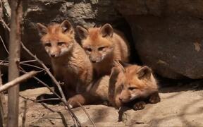 Mother Red Fox and Her Babies Playing