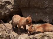 Mother Red Fox and Her Babies Playing