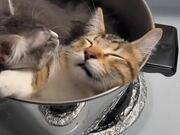 Playful Kittens Sleeping Inside Cooking Pot