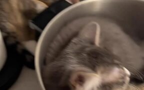 Playful Kittens Sleeping Inside Cooking Pot