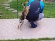Hare Scratches Owner's Back to Get His Attention