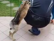 Hare Scratches Owner's Back to Get His Attention