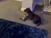 Puppy Reacts Enthusiastically on Meeting Owner
