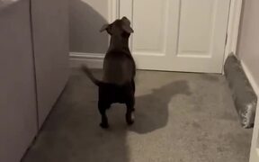 Puppy Reacts Enthusiastically on Meeting Owner