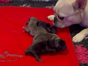 Pug Adopts Another Dog's Puppies