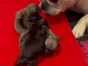 Pug Adopts Another Dog's Puppies