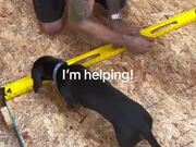 Man Taking Measurements Gets Interrupted by Dog