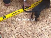 Man Taking Measurements Gets Interrupted by Dog