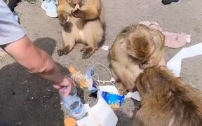 Monkey Steals Food From Woman