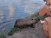 Father and Son Feed Piece of Bread to Beaver