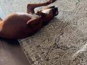 Dog Plays Dead Until Owner Plays With Her