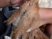 Cat Enjoys Having His Buttocks Patted