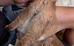 Cat Enjoys Having His Buttocks Patted