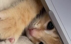 Orange Cat Sneaks In From Under Laptop and Purrs