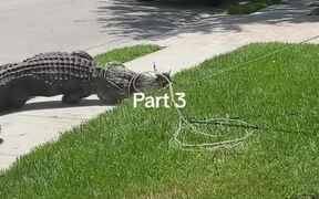Alligator Performs Death Roll