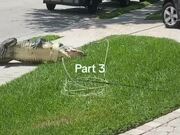 Alligator Performs Death Roll