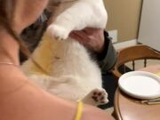 Woman Tries to Rub Curry Stain Off Cat's Fur