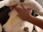 Woman Tries to Rub Curry Stain Off Cat's Fur