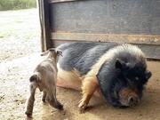 Baby Goat Jumps on Pig's Back and Relaxes
