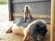 Baby Goat Jumps on Pig's Back and Relaxes