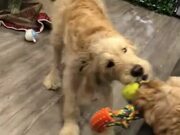 Puppy And Dog Snatch Toy While Playfully Fighting