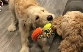 Puppy And Dog Snatch Toy While Playfully Fighting