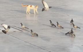 Cat Trying to Catch Pigeons Hops Hilariously