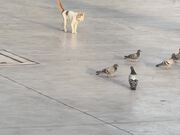 Cat Trying to Catch Pigeons Hops Hilariously