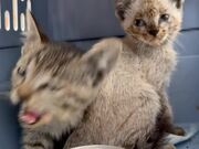 Person Rescues Kittens Abandoned Near Dumpster