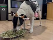 Owner Makes Dog Dress Up in Cow Costume