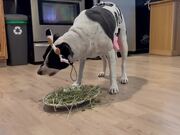 Owner Makes Dog Dress Up in Cow Costume