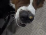 Dog Steals Pepper From Owner's Kitchen Garden