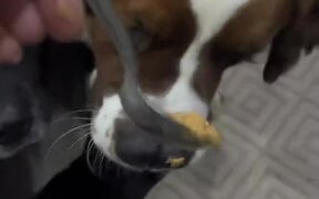 Dog Steals Pepper From Owner's Kitchen Garden