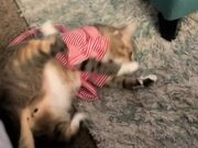Cat Jumps Aggressively to Take Off Her Clothes