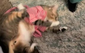 Cat Jumps Aggressively to Take Off Her Clothes