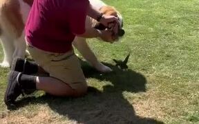 Owner Helps Rescue Bird Grabbed by Dog in Mouth