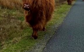 Highland Cows Run Along Road Side in a Single Line