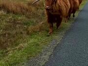 Highland Cows Run Along Road Side in a Single Line