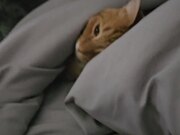 Cat in Bed Gets Surprised After Seeing Orange Cat