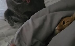 Cat in Bed Gets Surprised After Seeing Orange Cat
