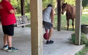 Horse Charges at Man While Playing With Ball