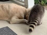 Raccoon Play With Labrador on Their Porch