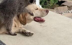Raccoon Play With Labrador on Their Porch