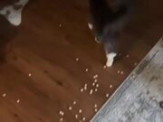 Cat Causes Mess